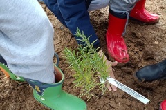 un-albero-per-il-futuro-11