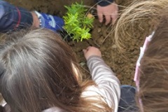 un-albero-per-il-futuro-12